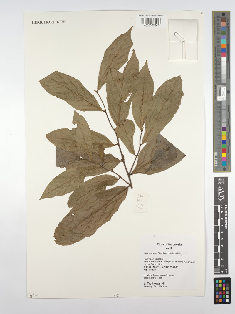 Orophea celebica photo 4