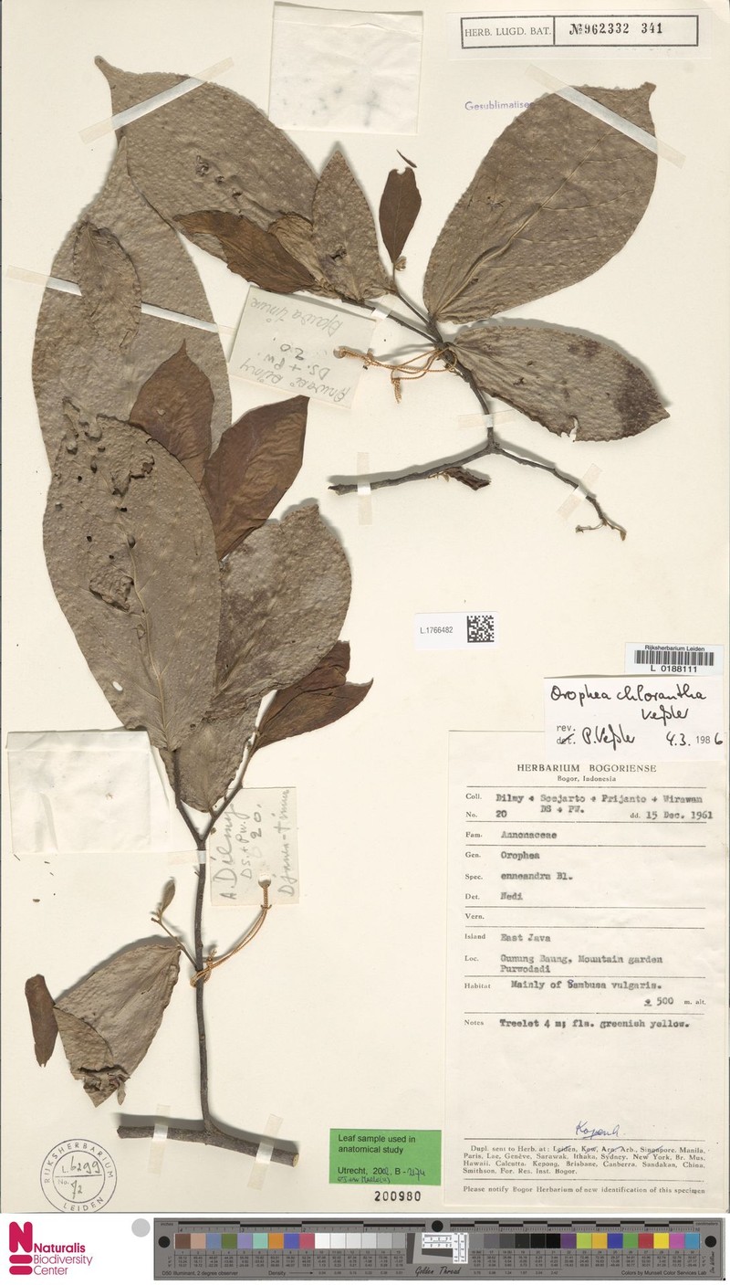 Orophea chlorantha