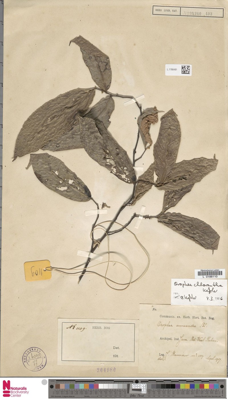 Orophea chlorantha photo 2