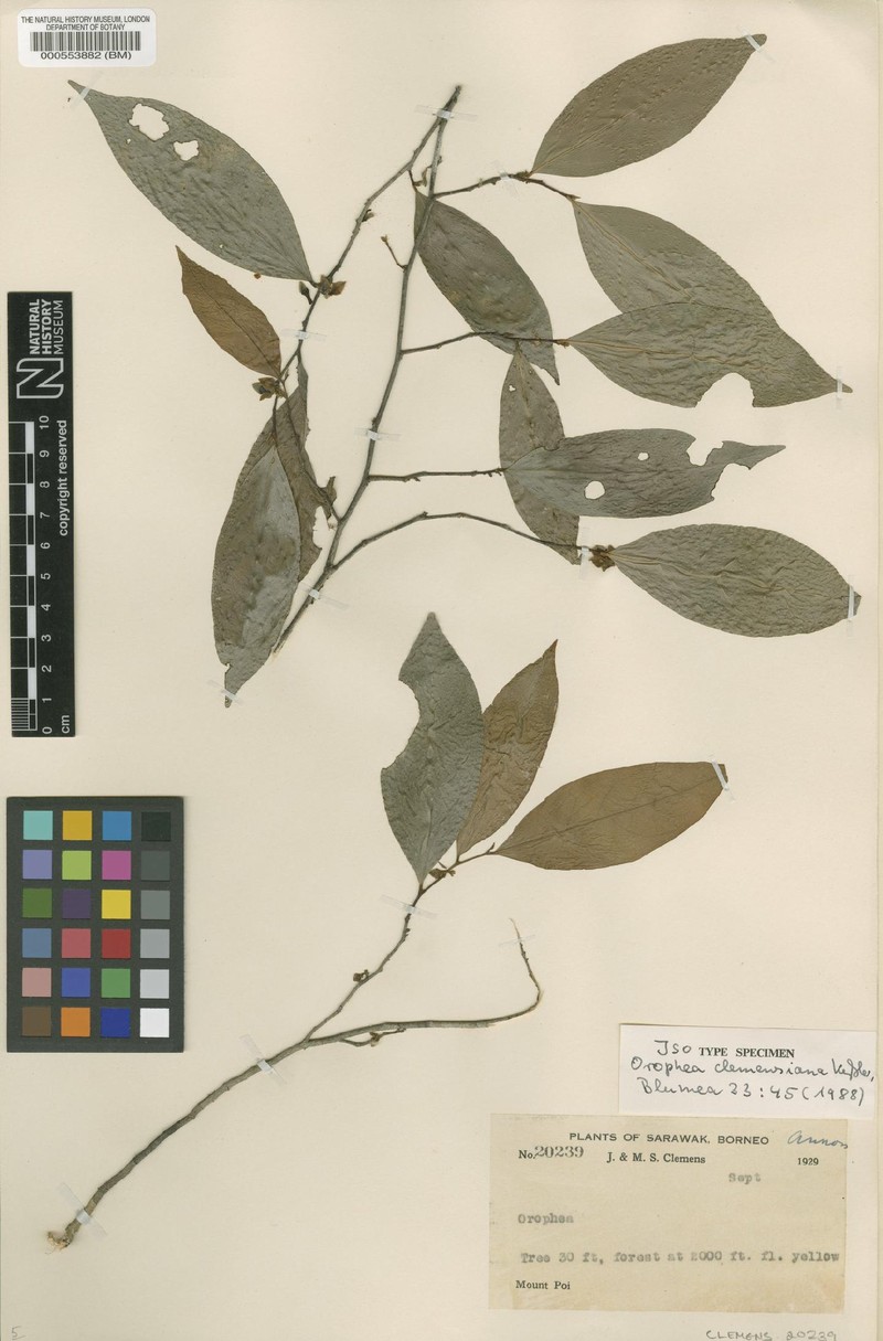 Orophea clemensiana