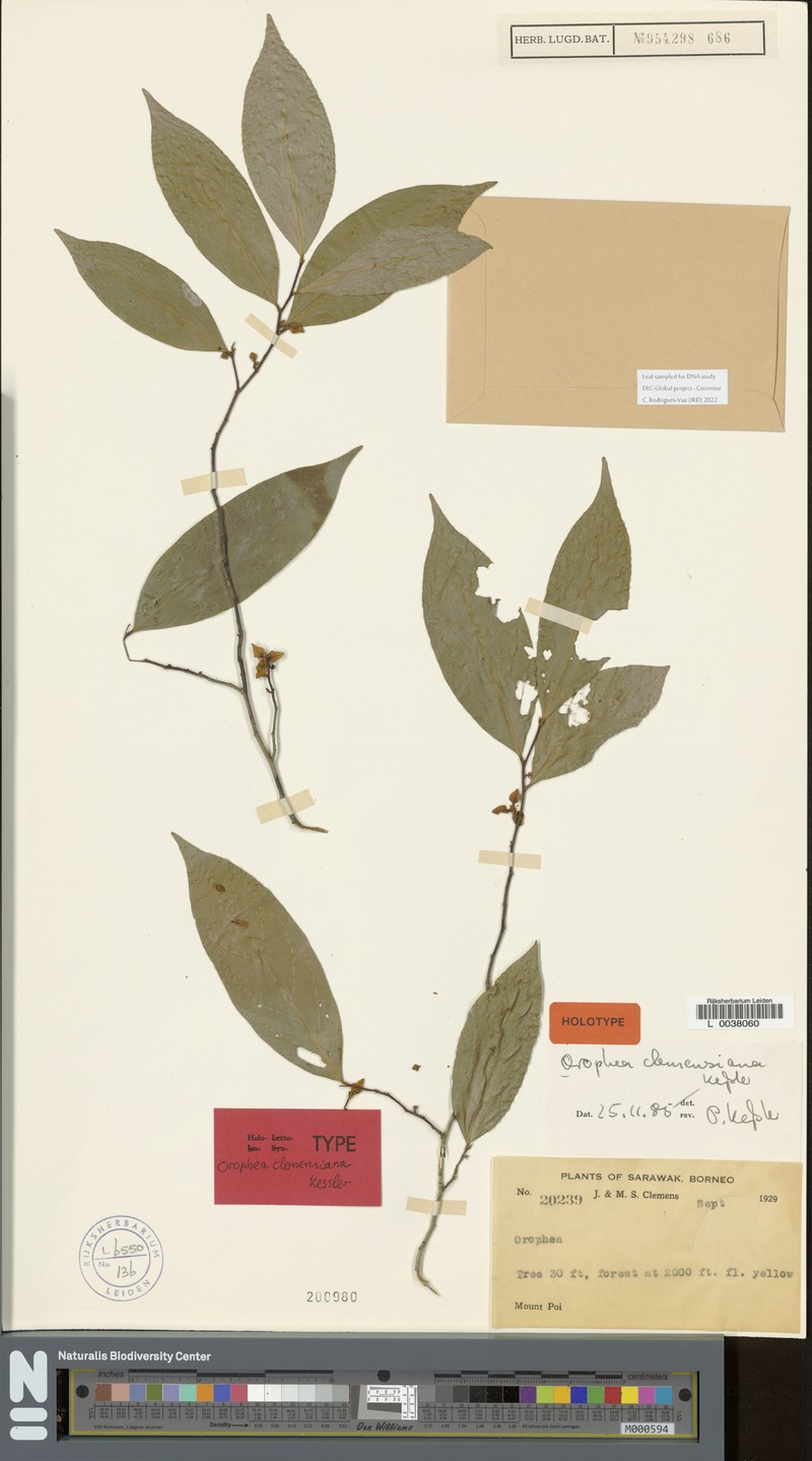 Orophea clemensiana photo 2