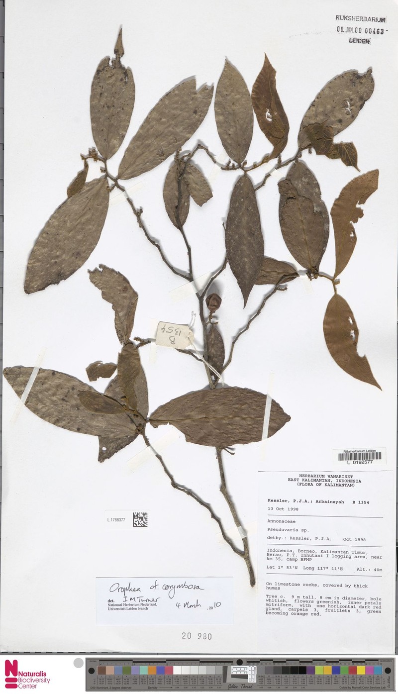 Orophea corymbosa