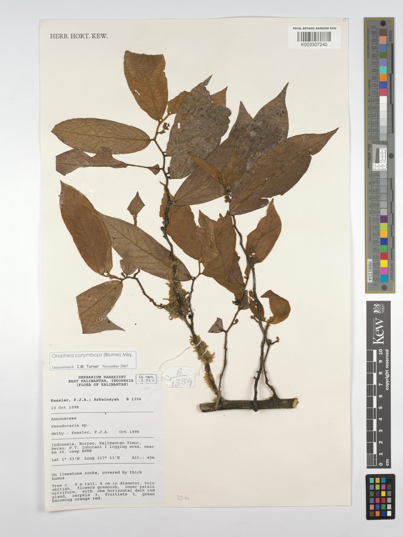 Orophea corymbosa photo 2