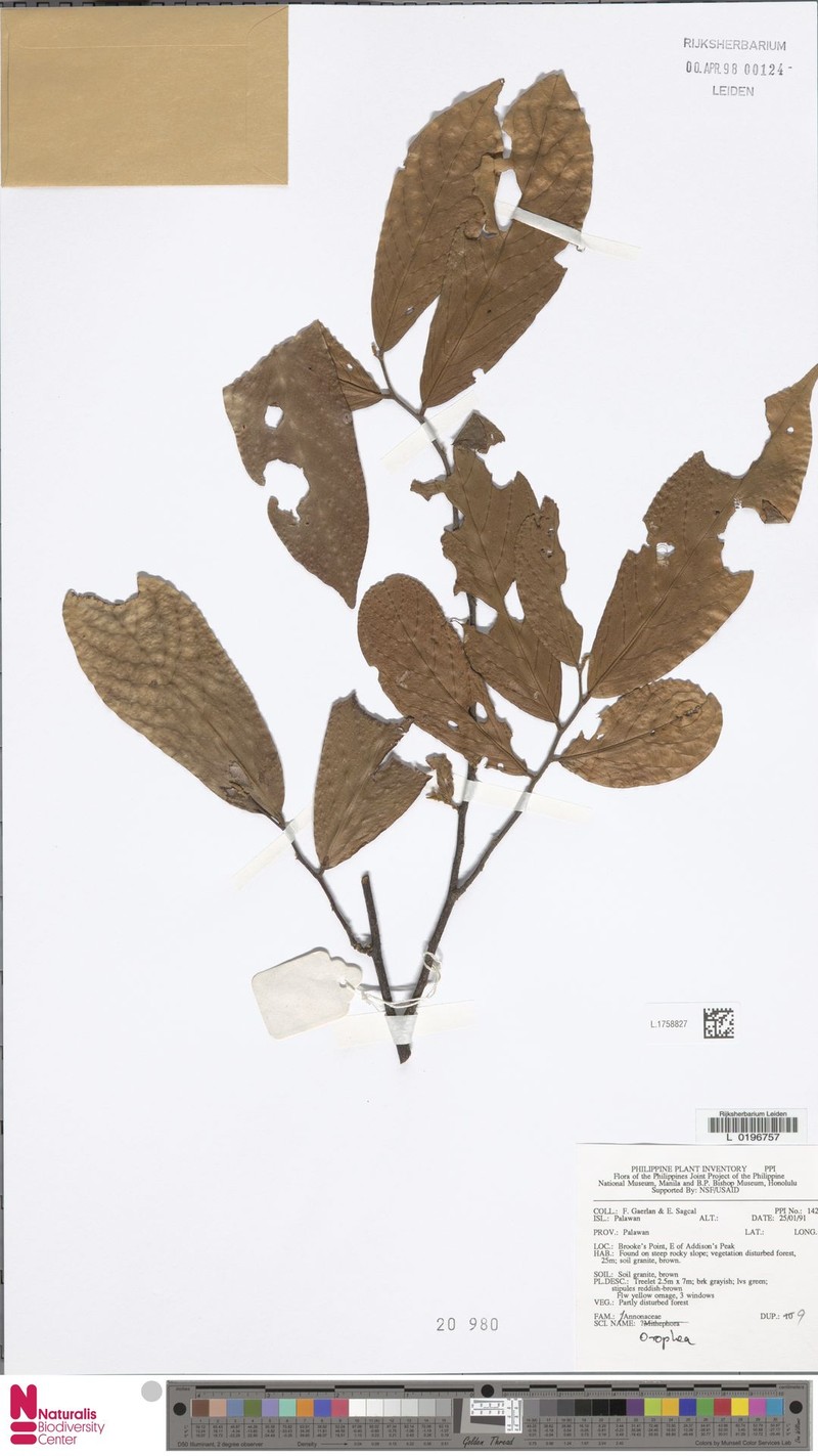 Orophea corymbosa photo 3