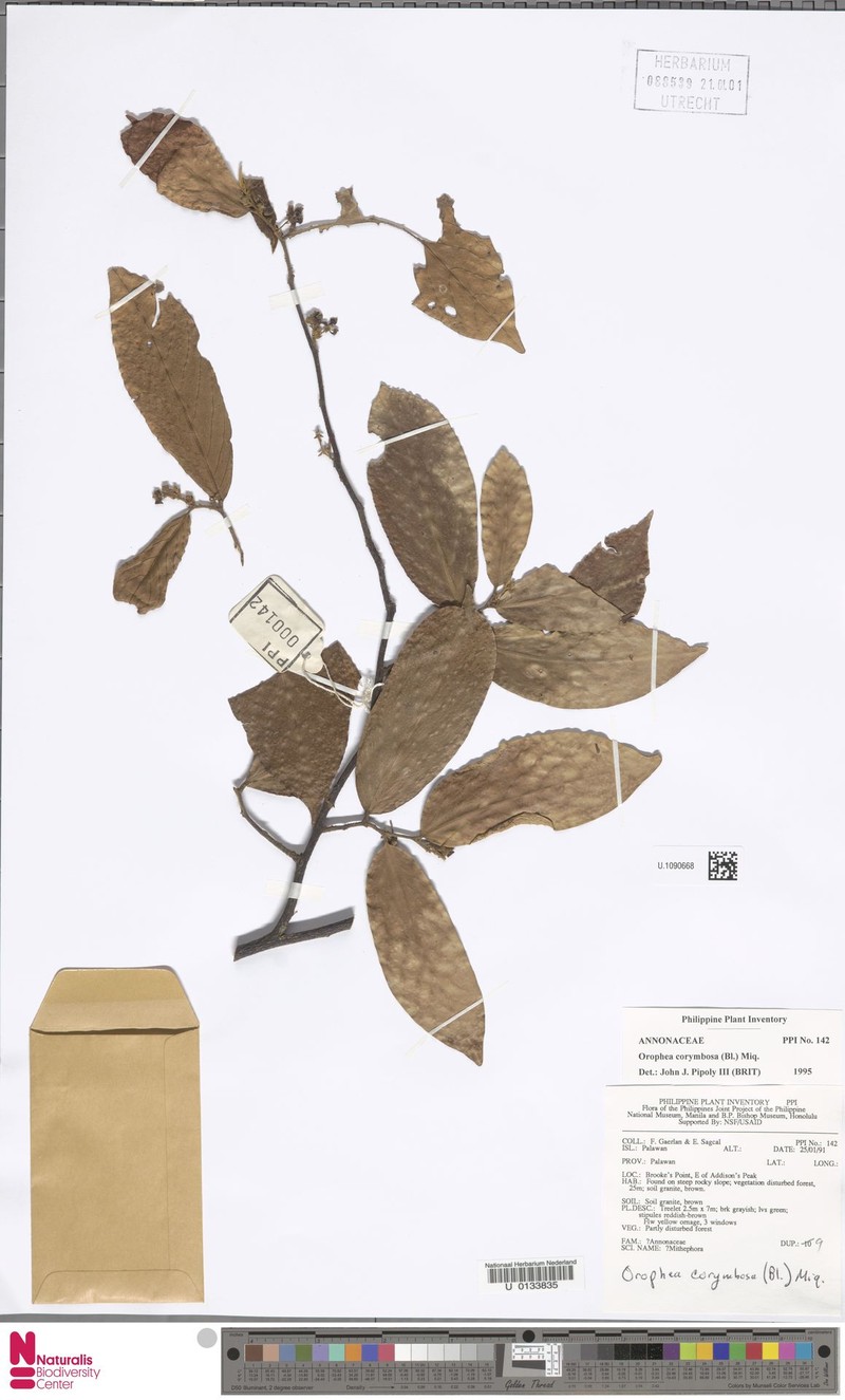 Orophea corymbosa photo 4