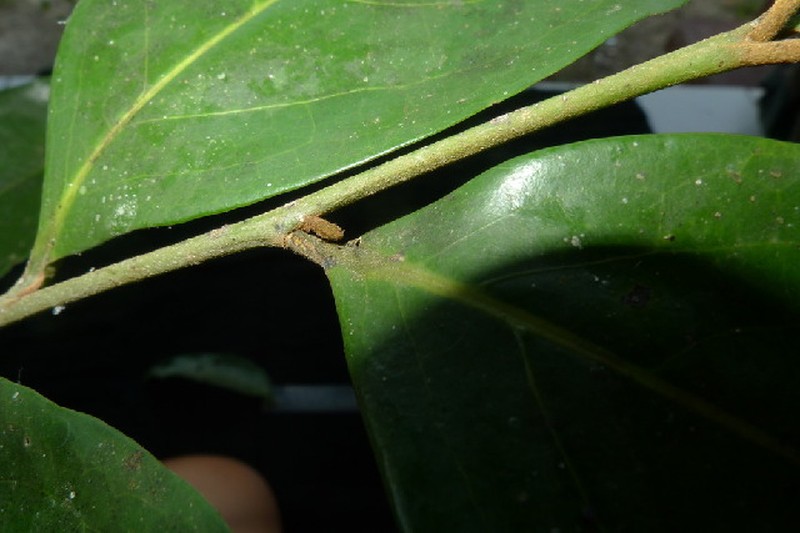 Orophea creaghii