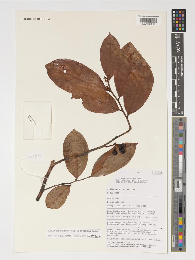 Orophea creaghii photo 2