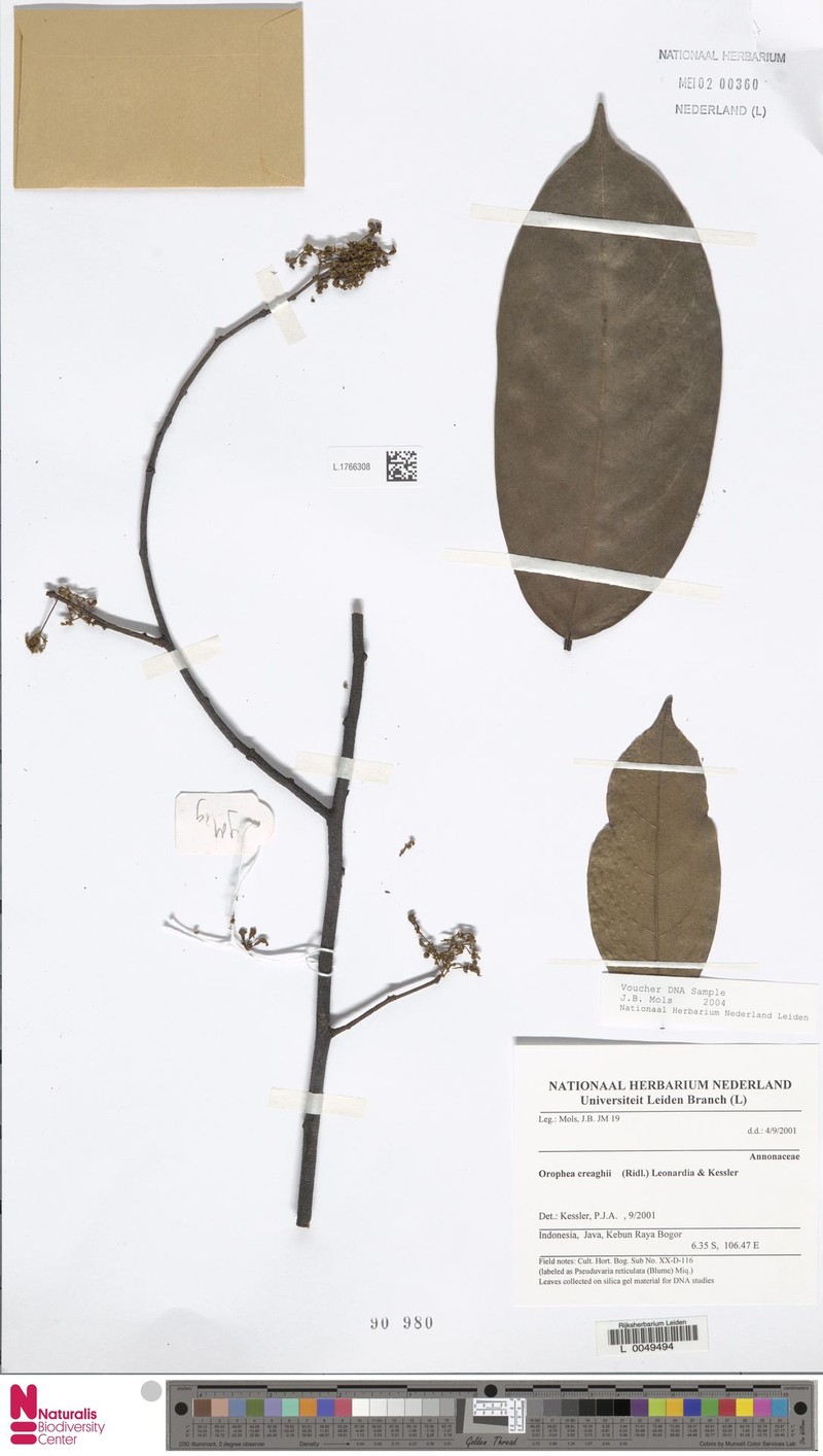 Orophea creaghii photo 3