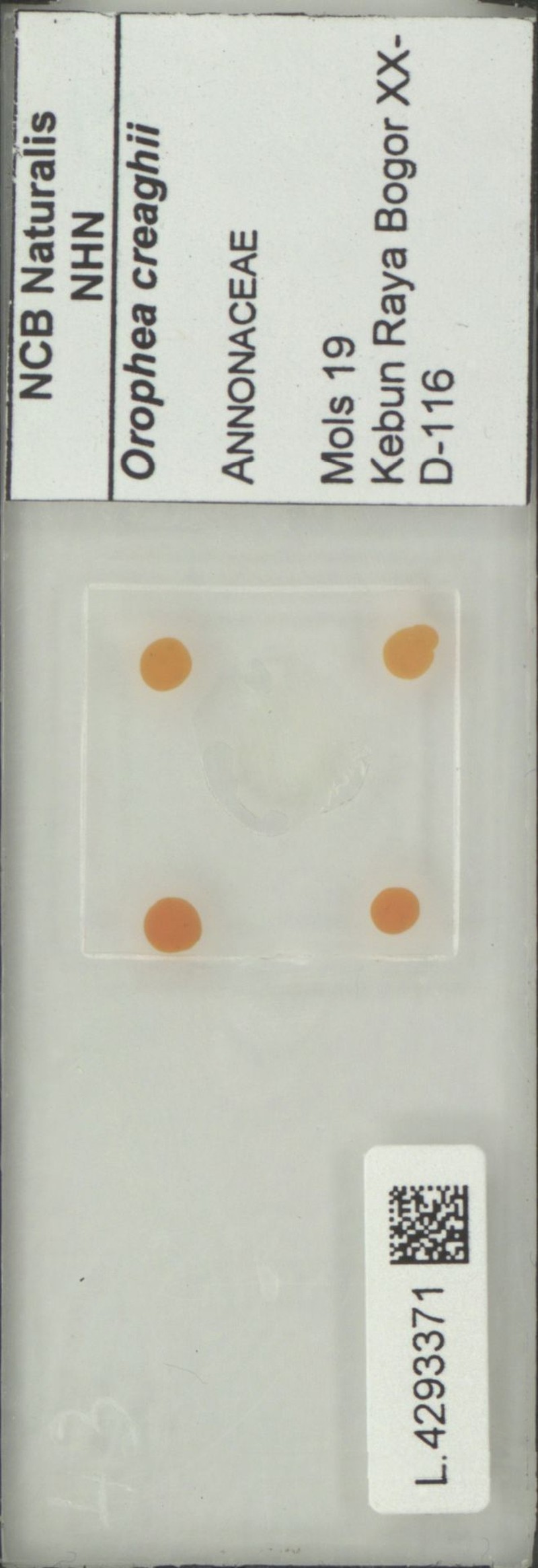 Orophea creaghii photo 4