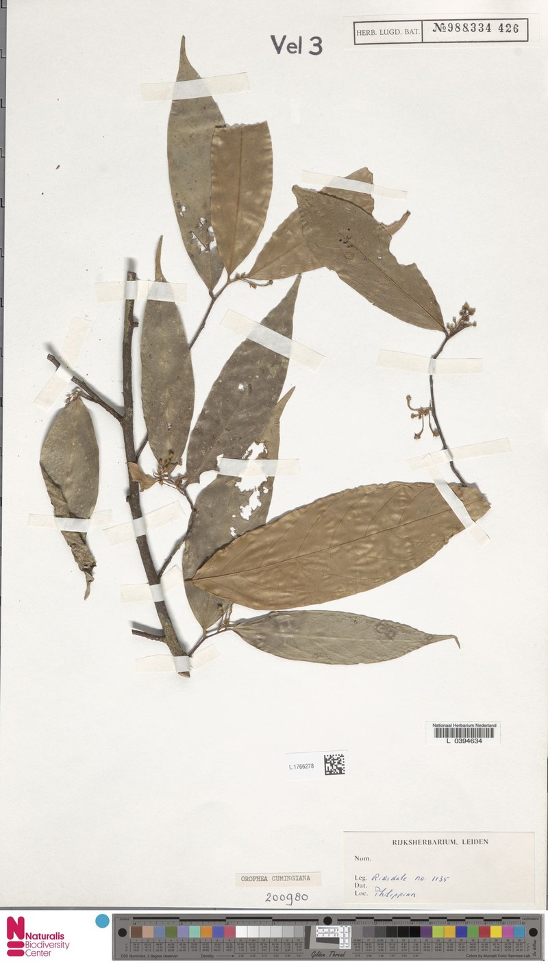 Orophea cumingiana photo 2