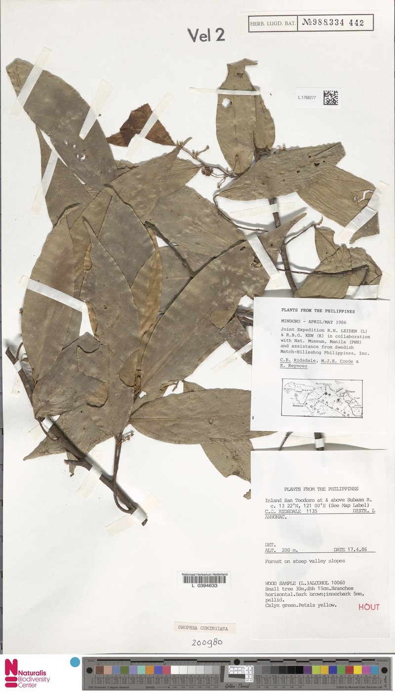Orophea cumingiana photo 3