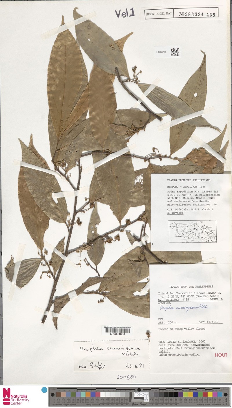 Orophea cumingiana photo 4