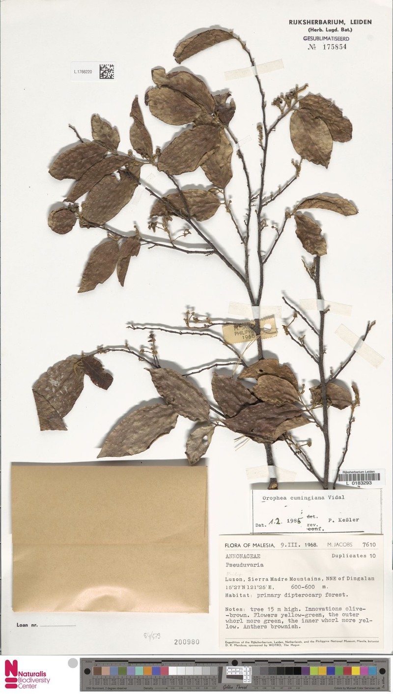 Orophea cumingiana photo 5