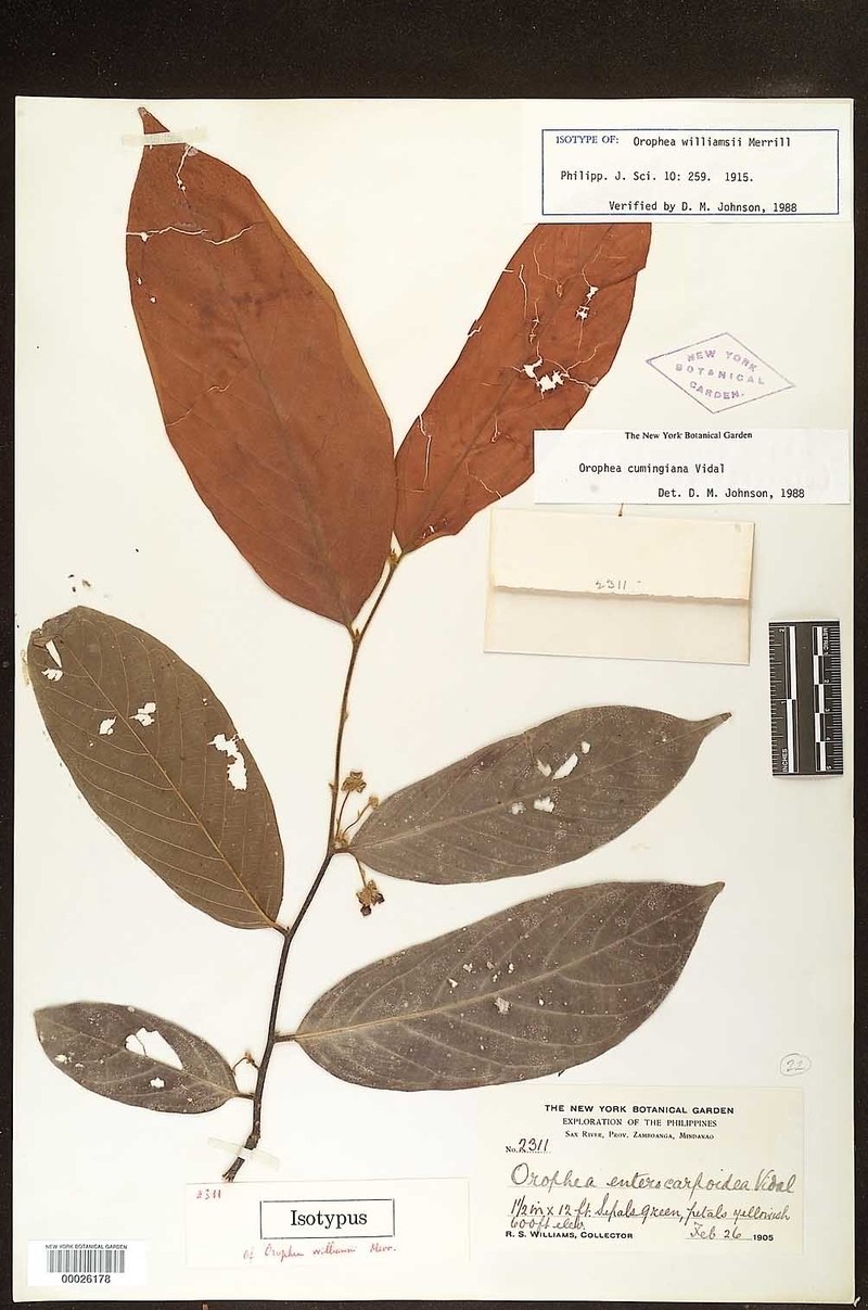 Orophea cumingiana
