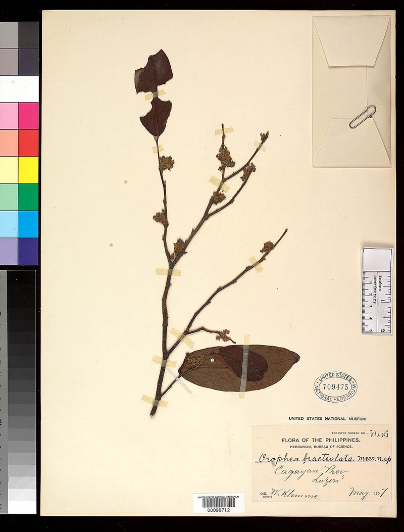 Orophea cumingiana photo 6