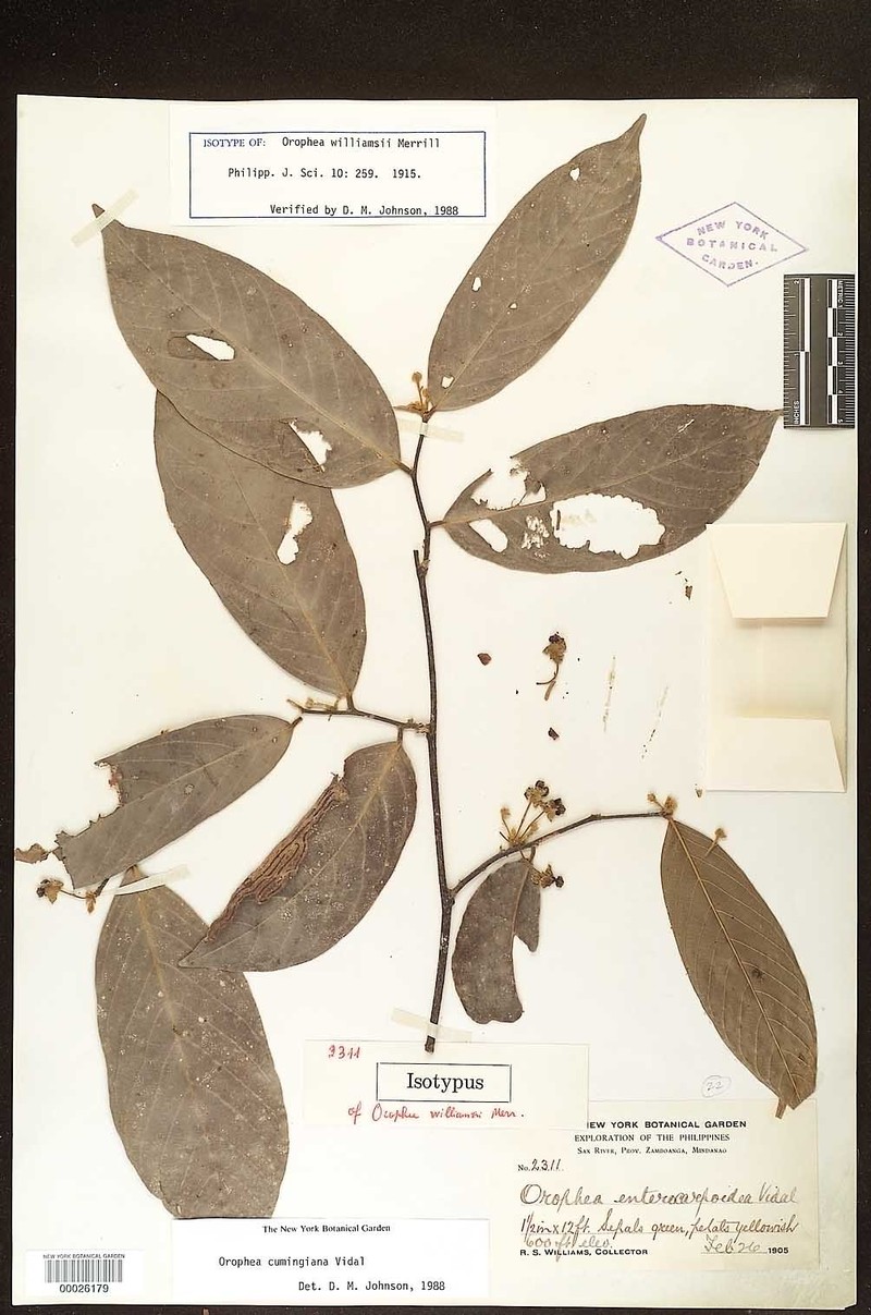 Orophea cumingiana photo 7