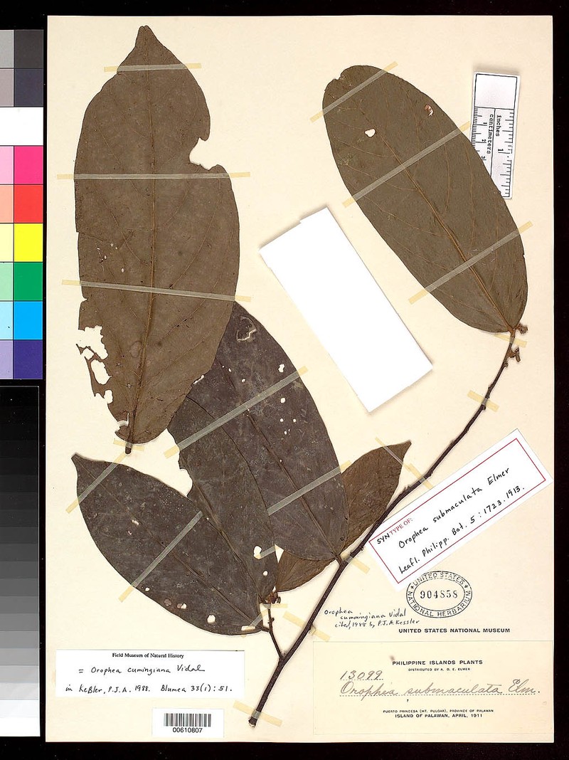 Orophea cumingiana photo 8