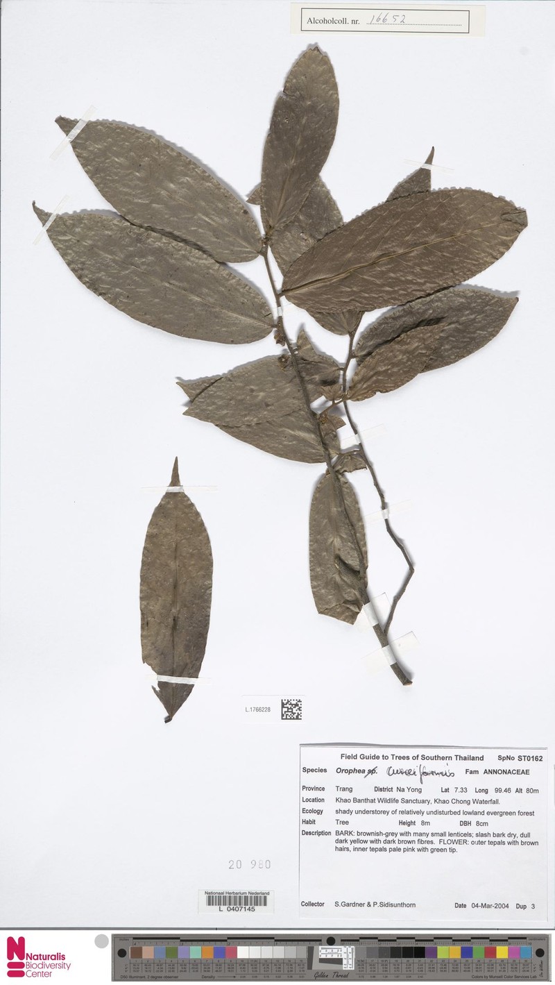 Orophea cuneiformis photo 4