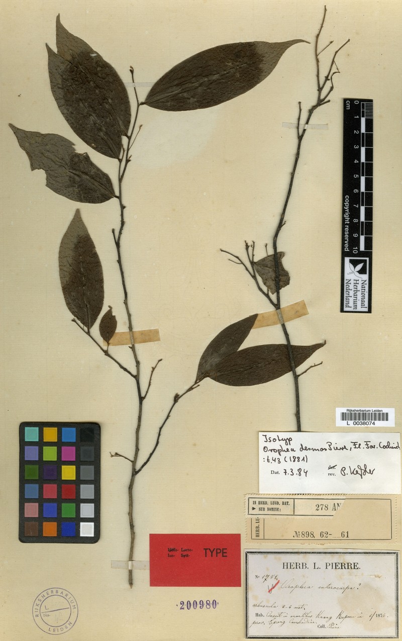 Orophea desmos