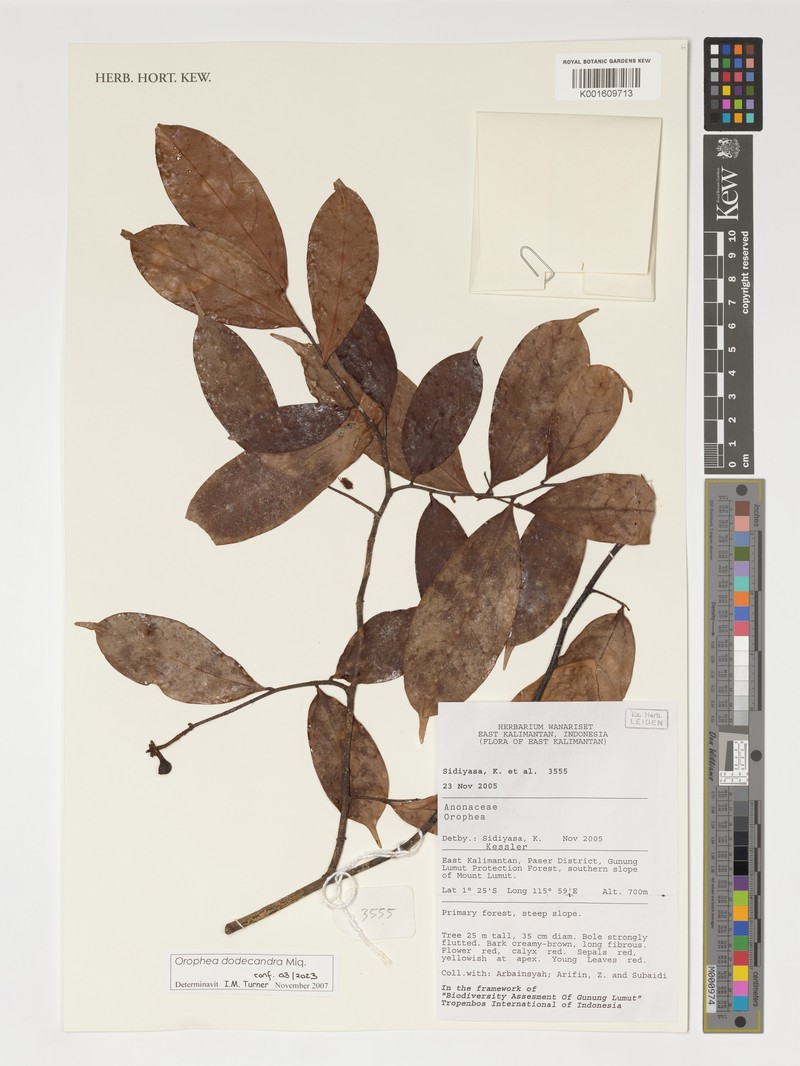 Orophea dodecandra