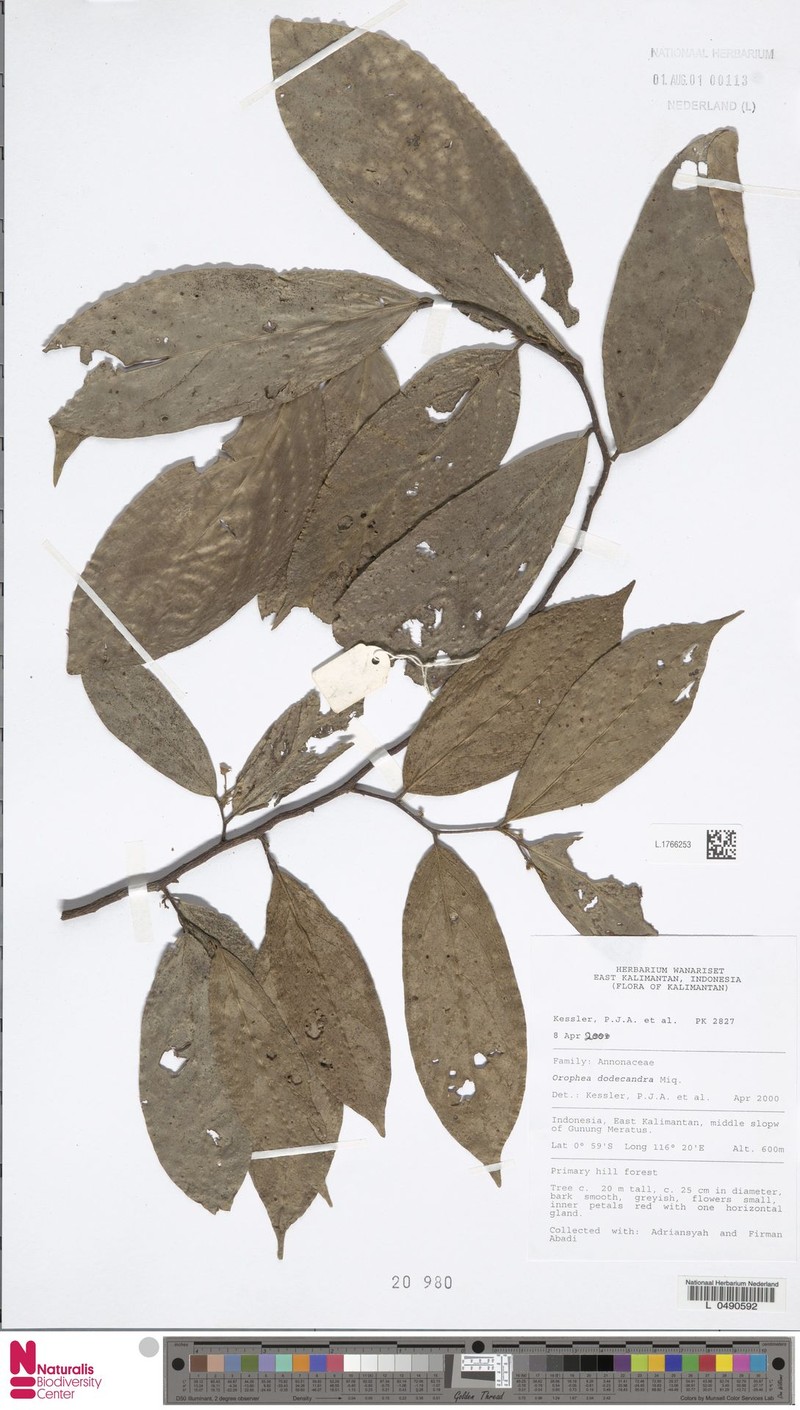 Orophea dodecandra photo 2