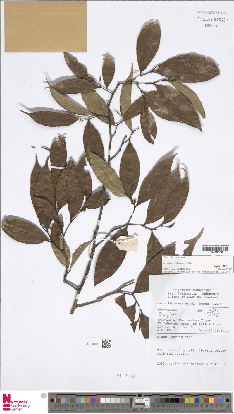 Orophea dodecandra photo 3