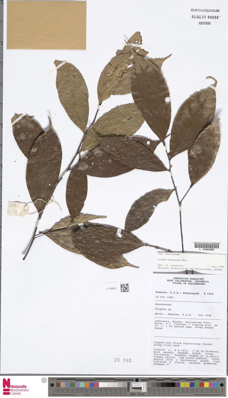 Orophea dodecandra photo 4