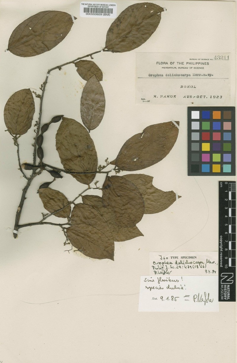 Orophea dolichocarpa photo 2