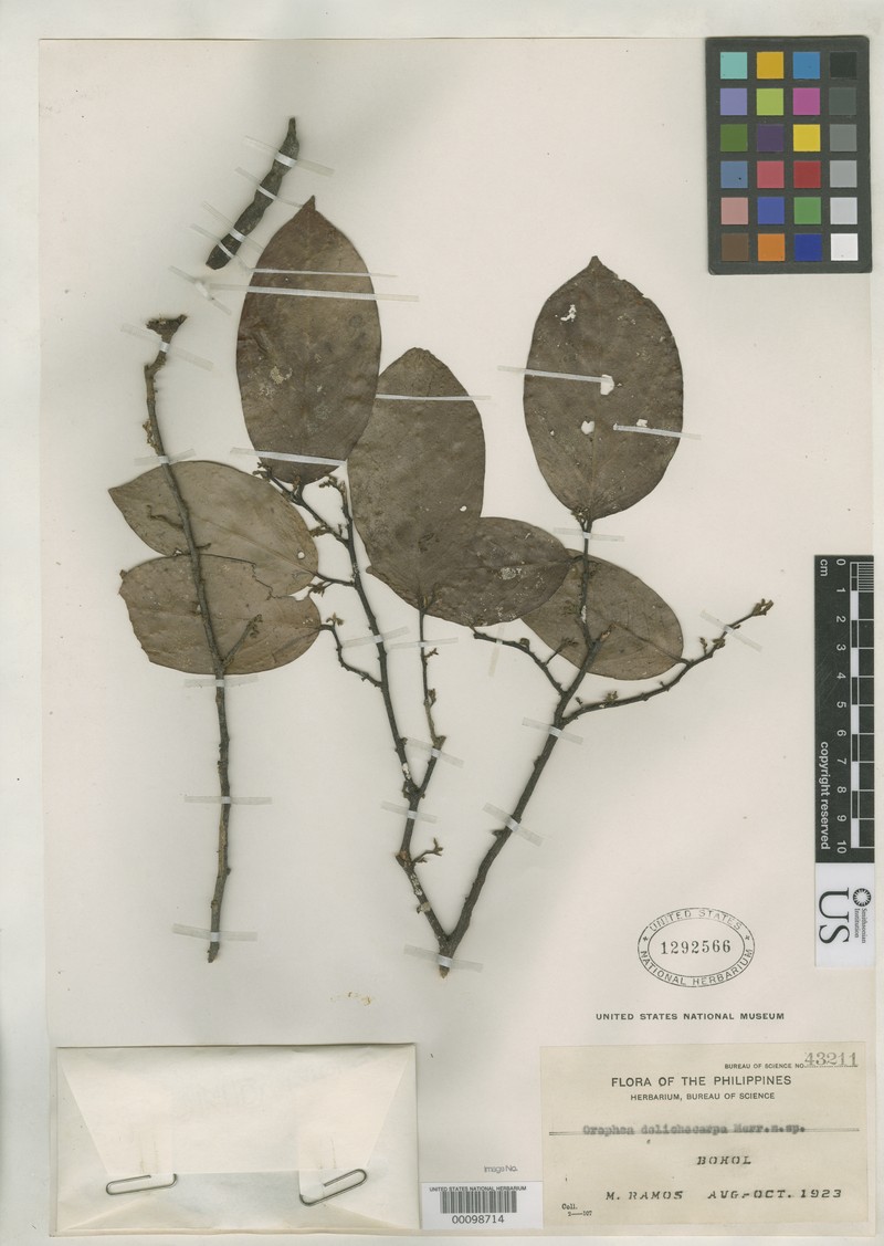 Orophea dolichocarpa