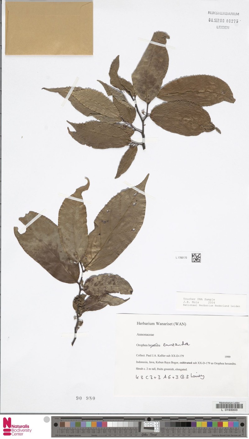 Orophea enneandra