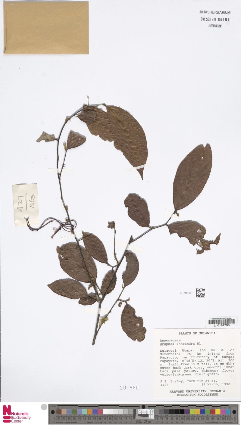 Orophea enneandra photo 2