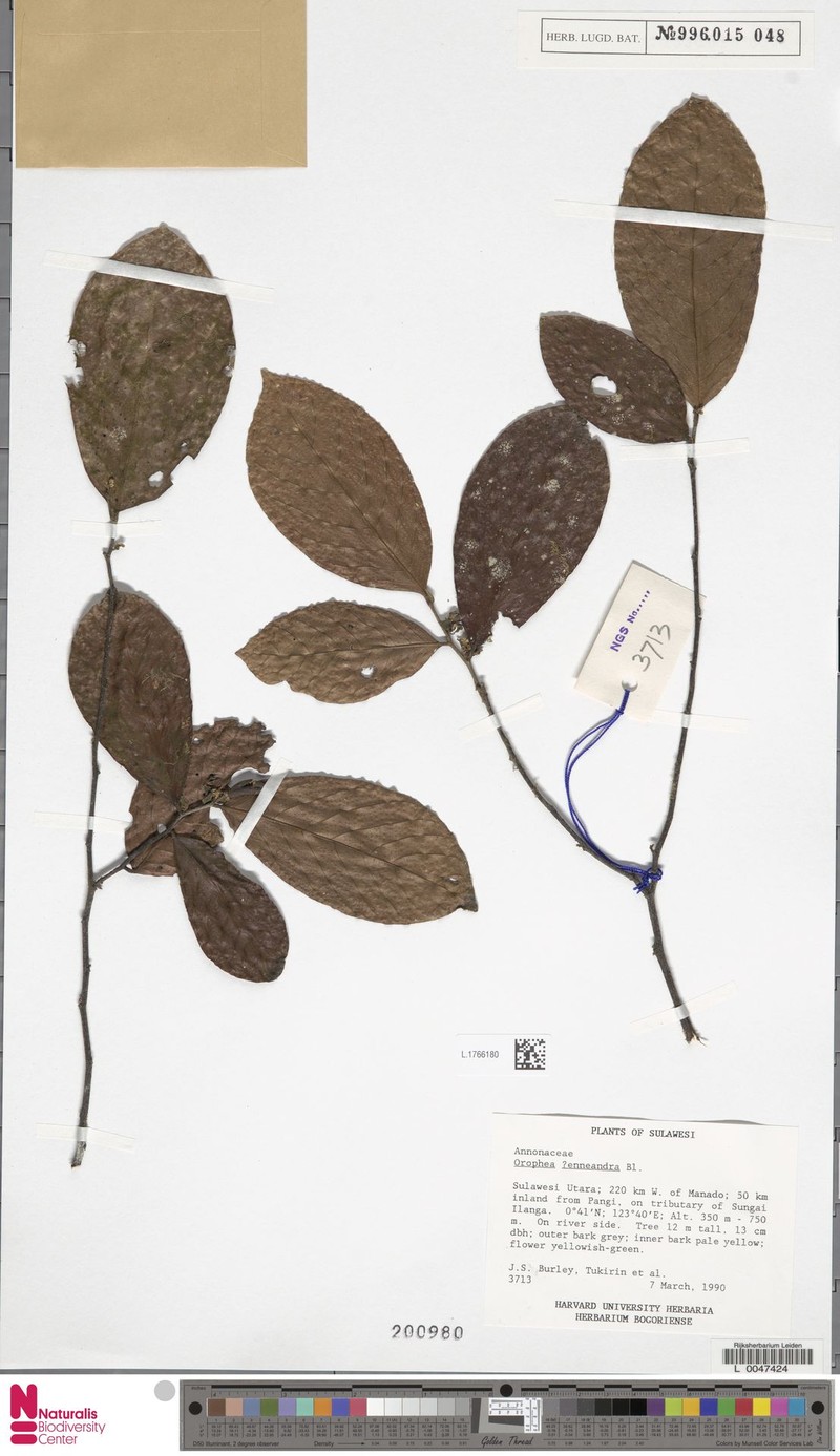 Orophea enneandra photo 3