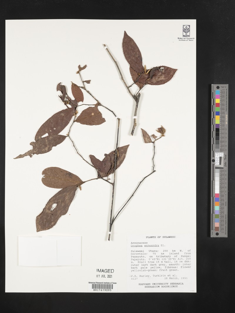 Orophea enneandra photo 4