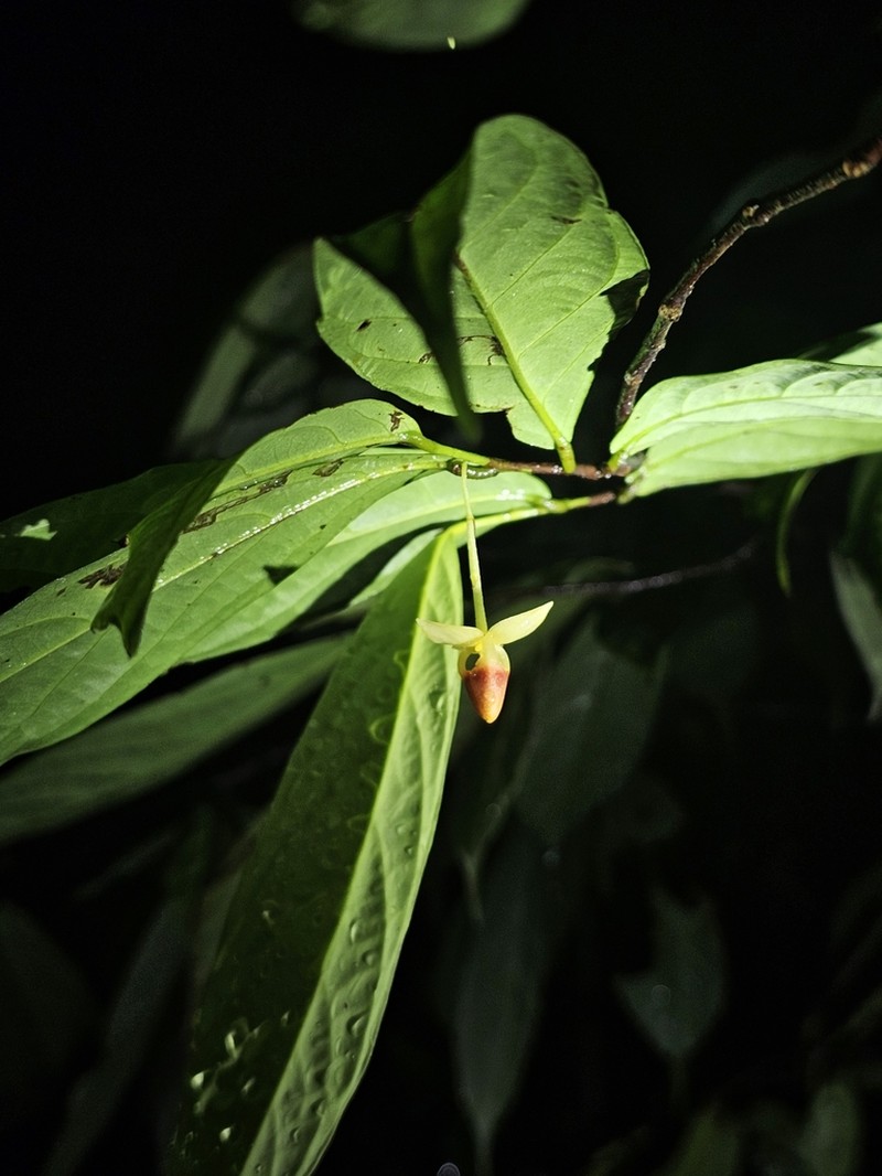Orophea enterocarpa