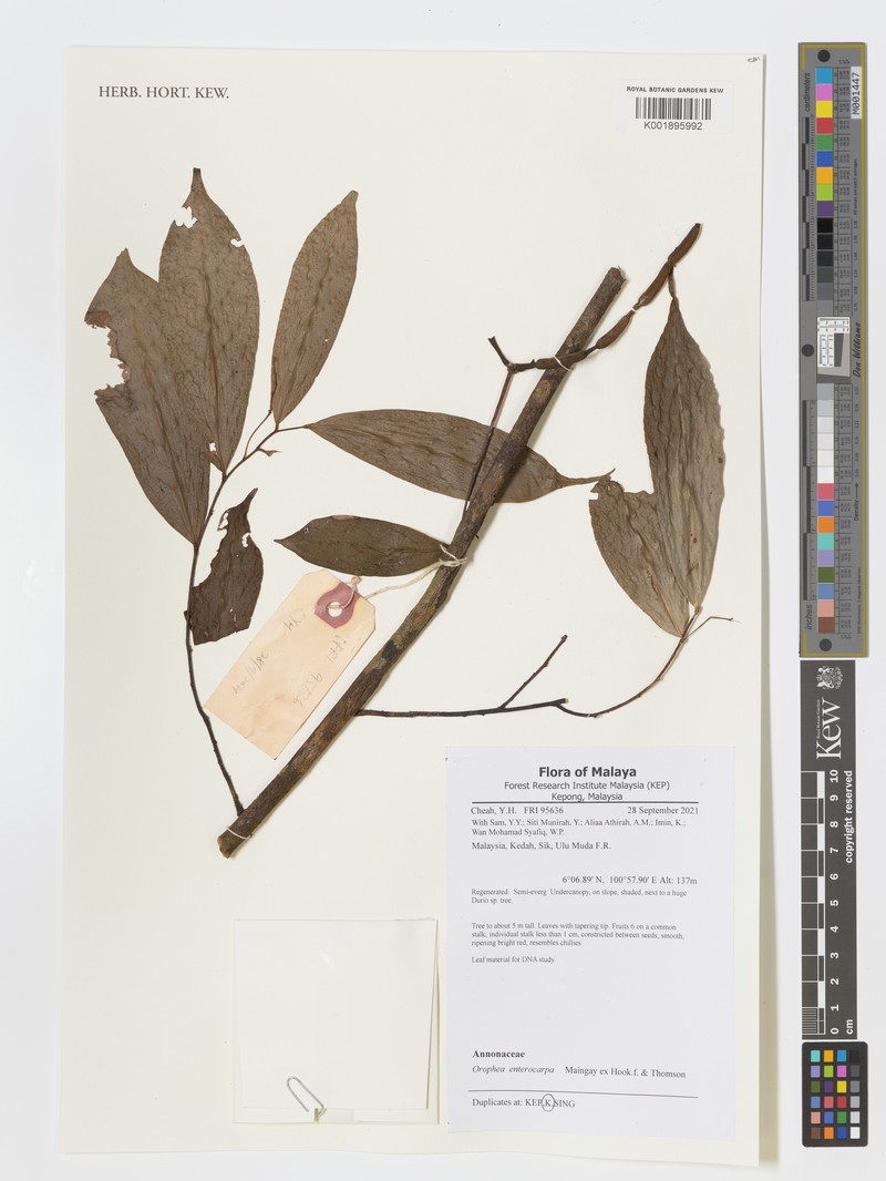 Orophea enterocarpa photo 3