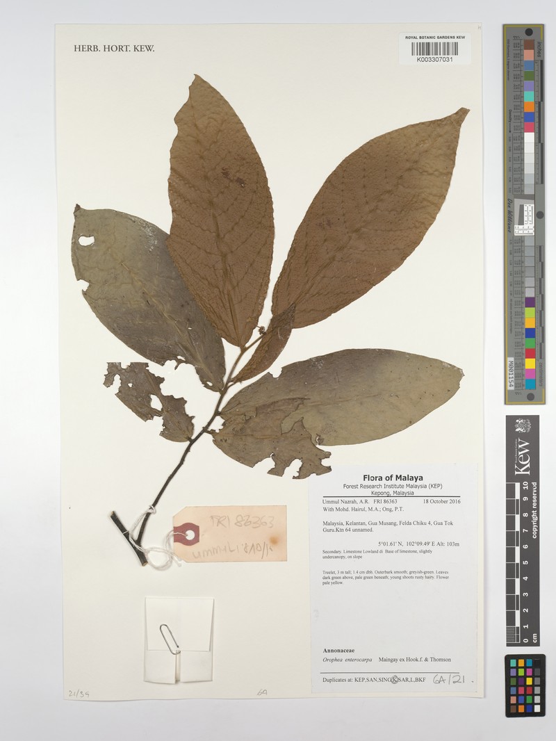 Orophea enterocarpa photo 4