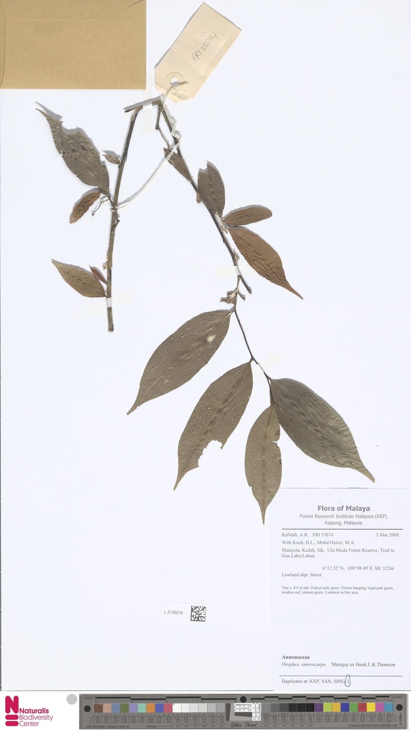 Orophea enterocarpa photo 5