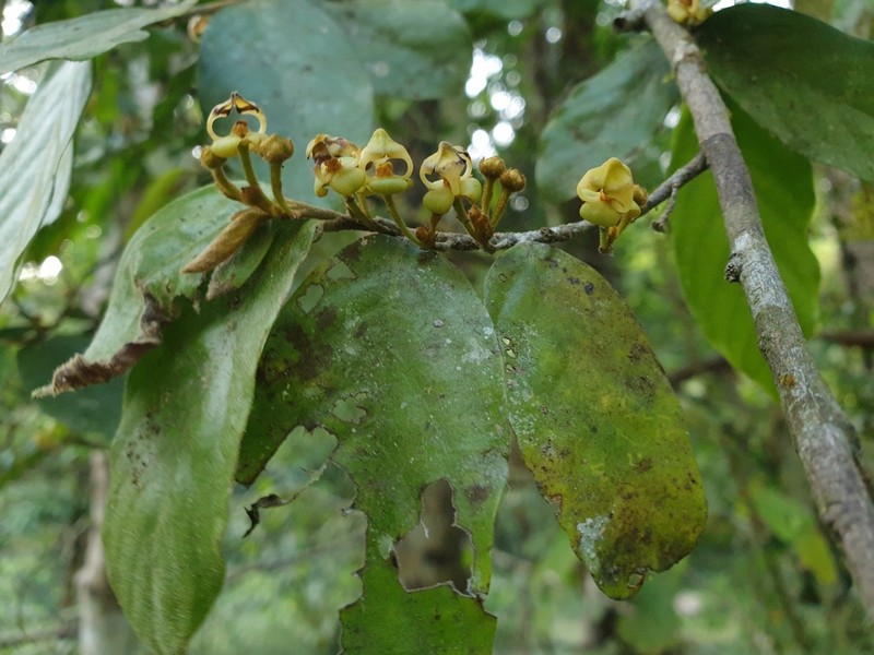 Orophea erythrocarpa photo 2