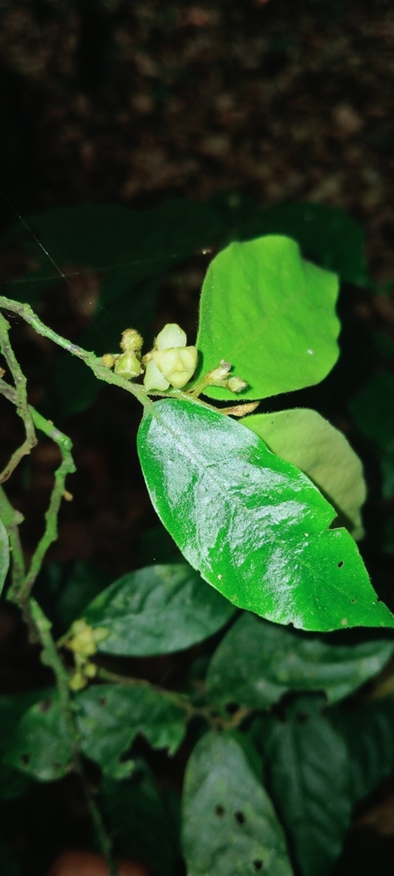 Orophea erythrocarpa photo 3