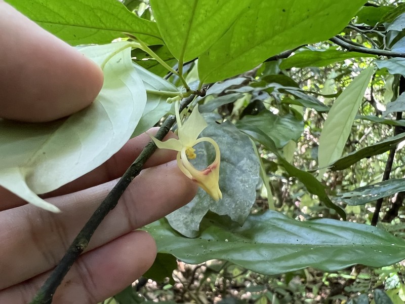 Orophea erythrocarpa photo 4