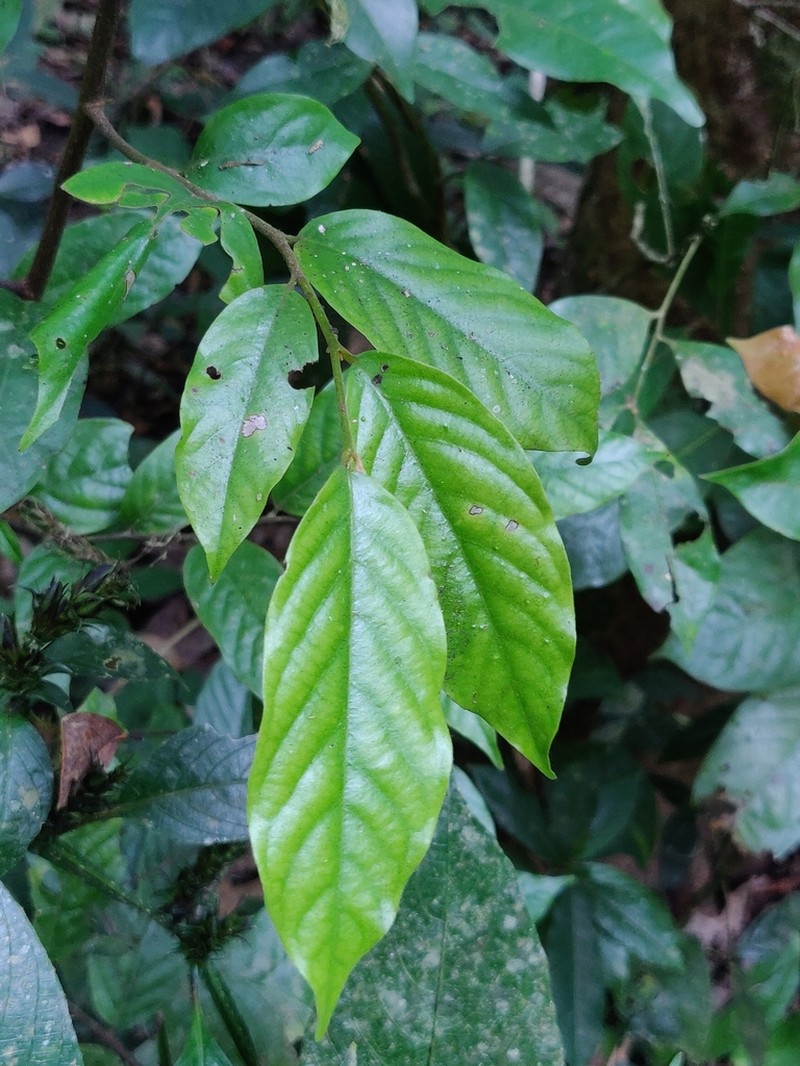 Orophea erythrocarpa photo 5