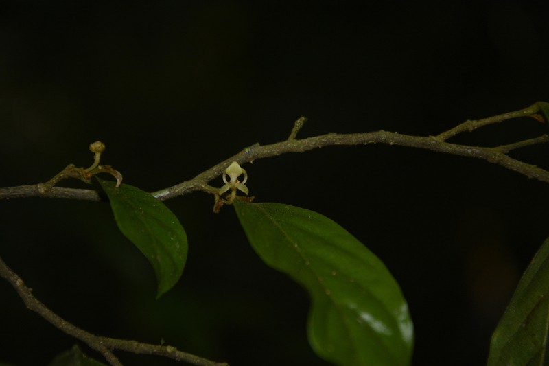Orophea erythrocarpa photo 6
