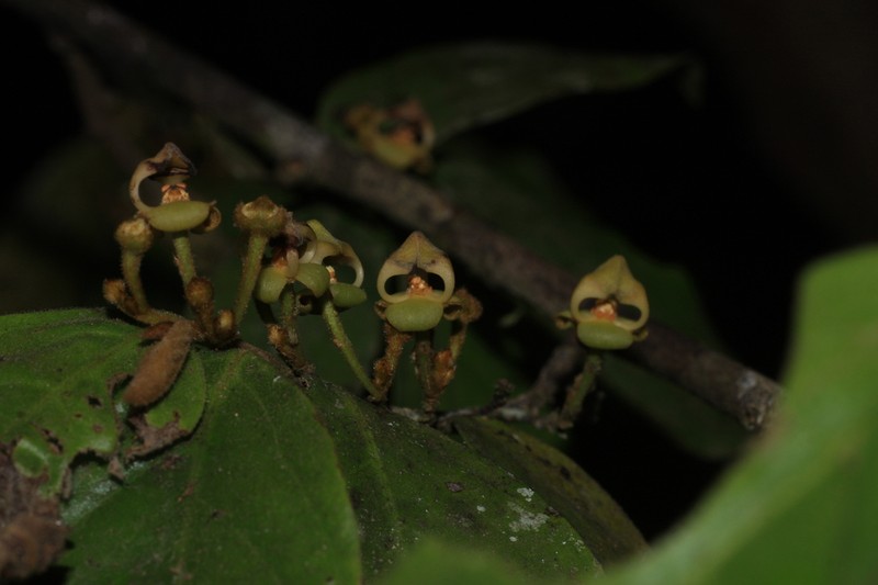 Orophea erythrocarpa photo 7