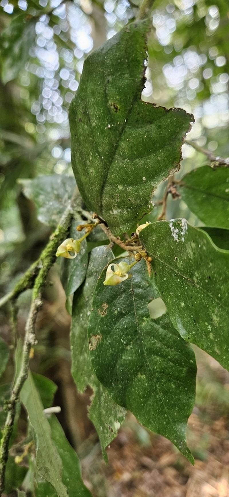Orophea erythrocarpa photo 8