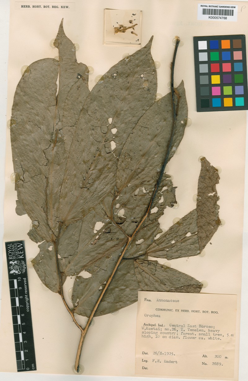 Orophea flagellaris