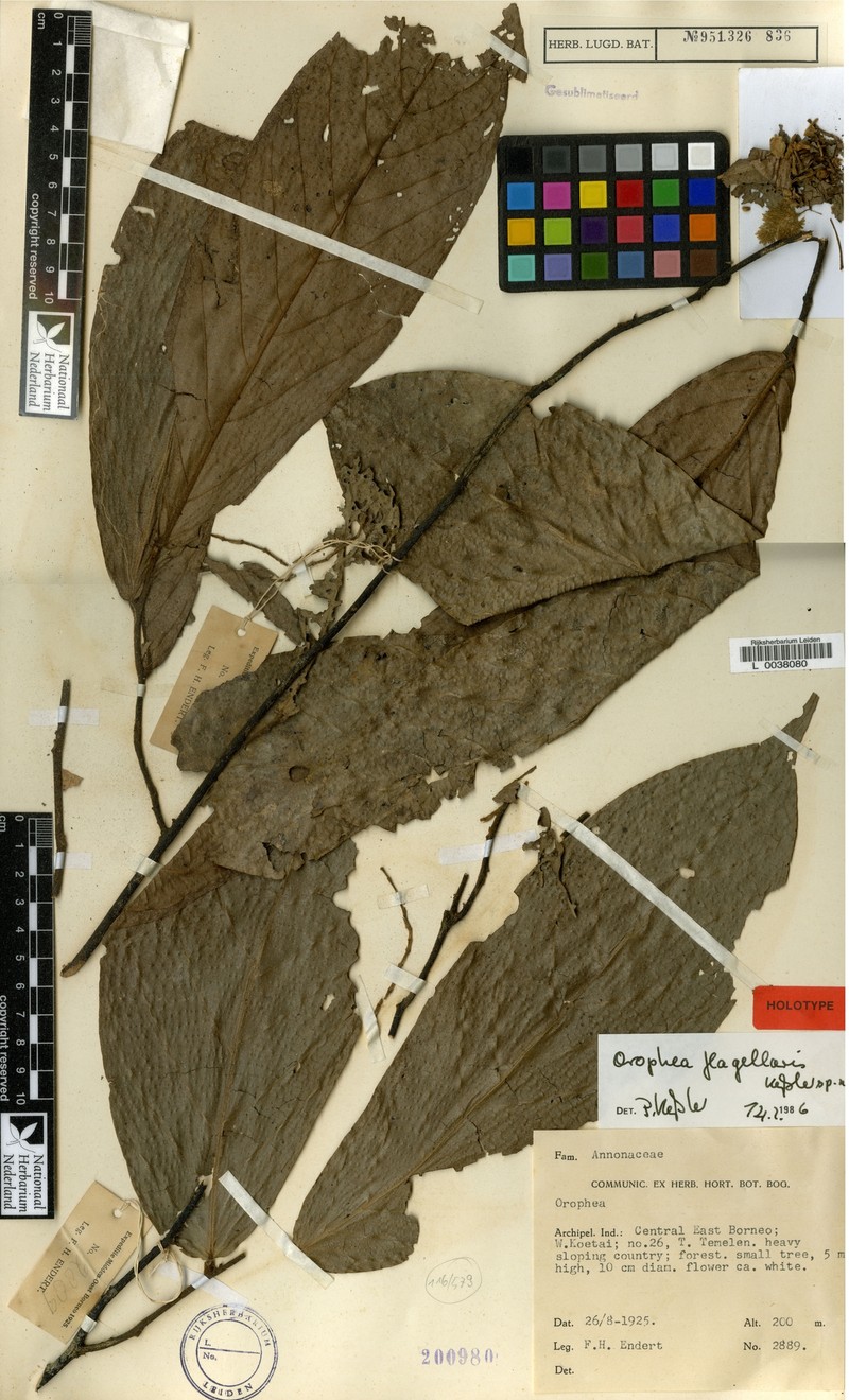 Orophea flagellaris photo 2