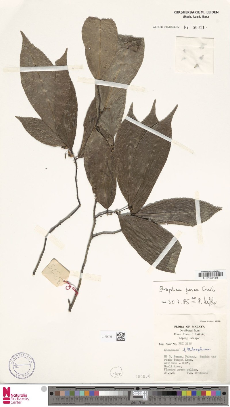Orophea fusca