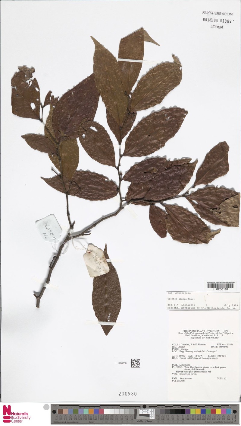 Orophea glabra photo 2