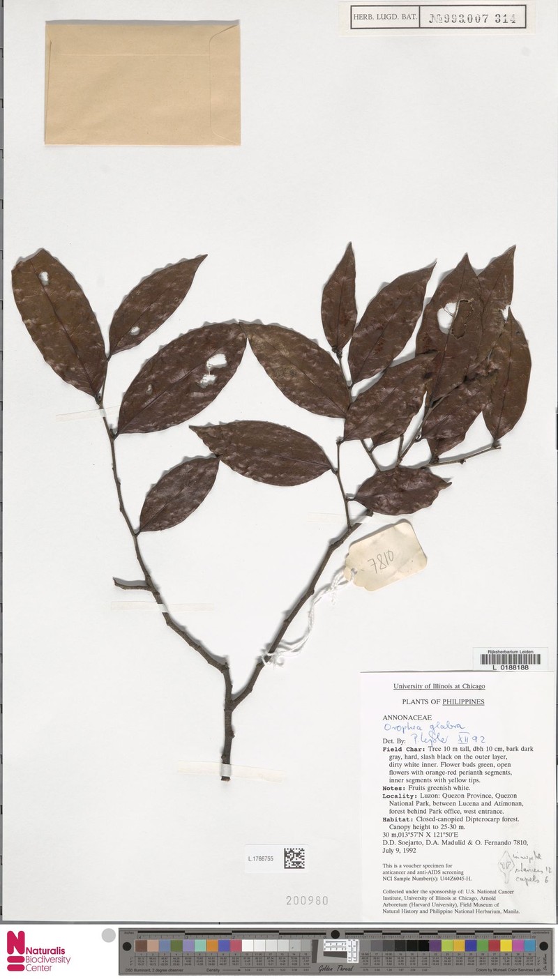 Orophea glabra photo 3