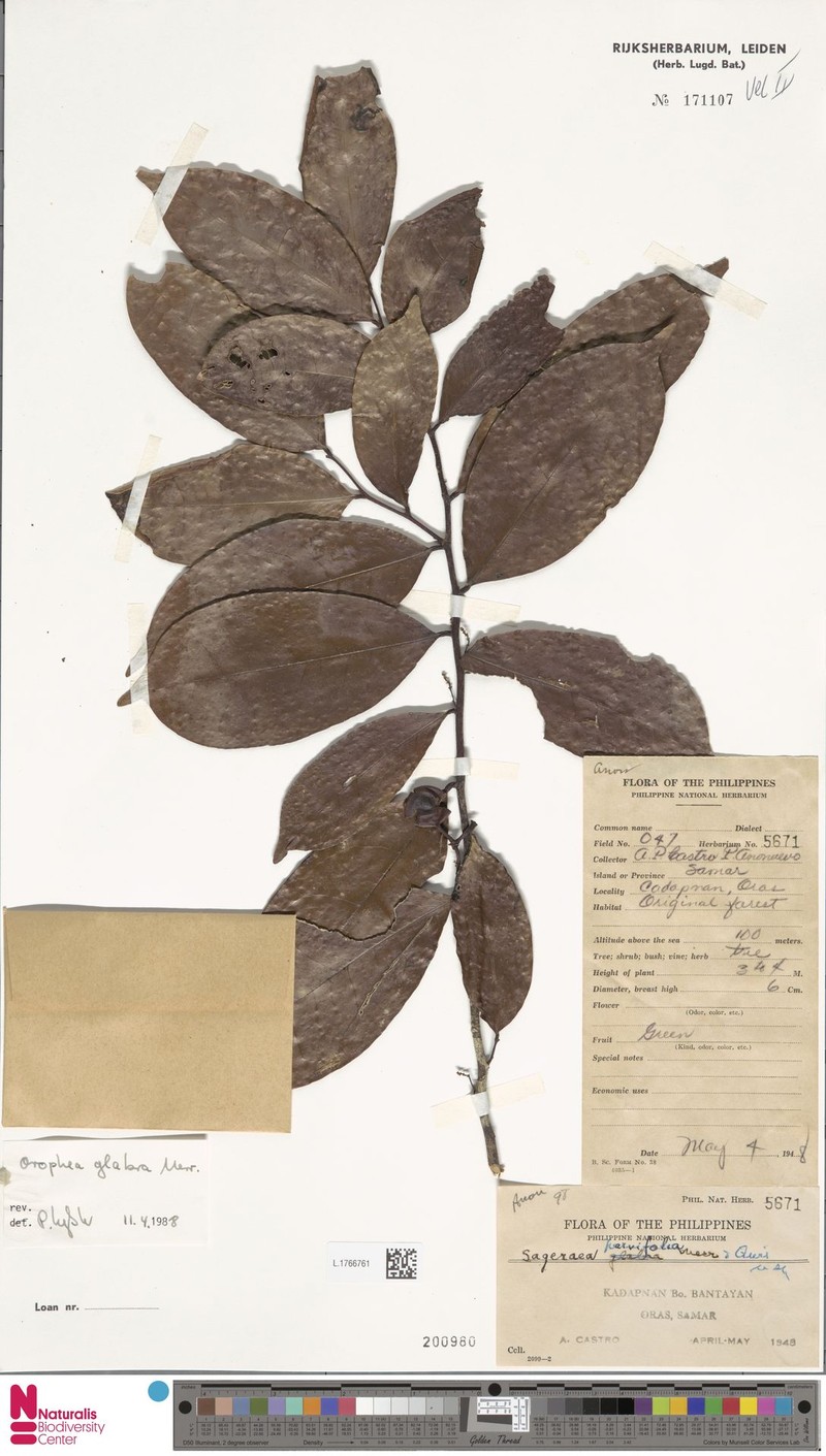 Orophea glabra photo 4